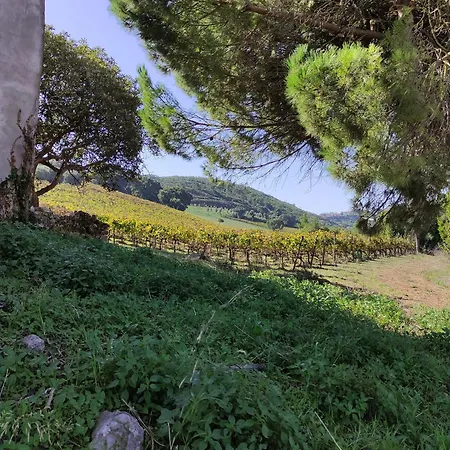 Casa Alegria Villa *