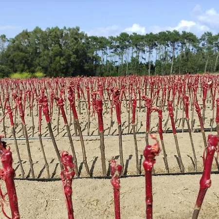 Casa Alegria * Nadadouro