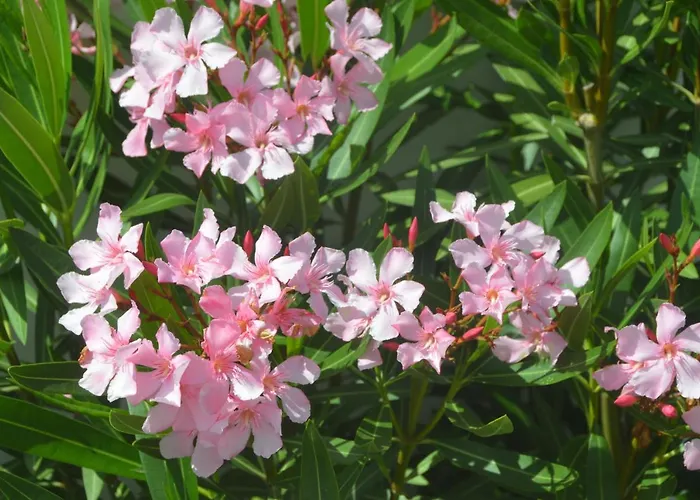 Casa Alegria Willa Nadadouro