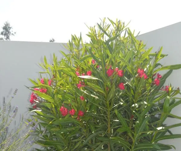 Casa Alegria Willa Nadadouro