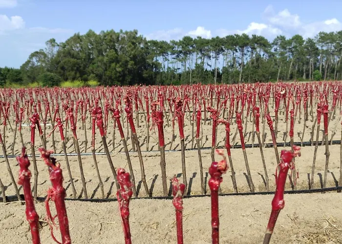 Casa Alegria * Nadadouro