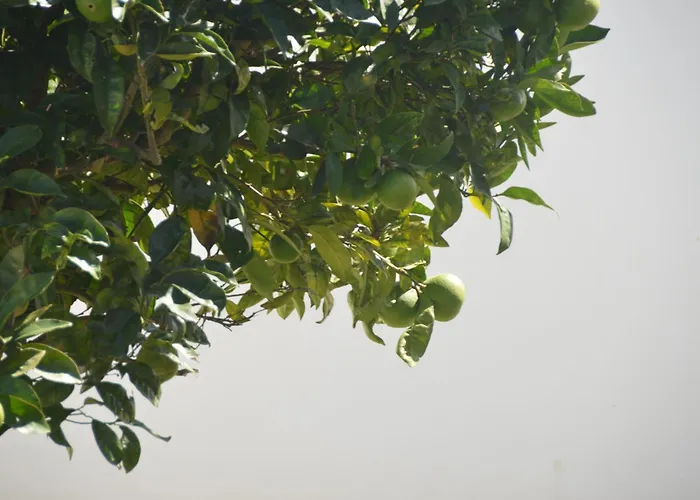 Casa Alegria Willa *